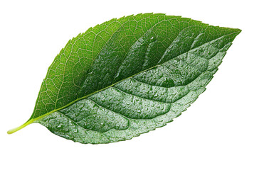 Leaf macro isolated on transparent background. PNG
