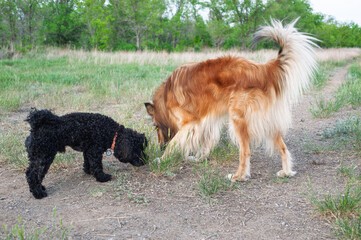 black and white dog running