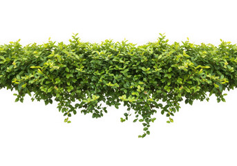 Green bush leaves isolated on transparent background