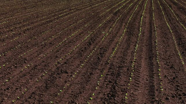 Growing rows of fresh sugar beet sprouts on field during agriculture work. Forming green lines of young sugar beet plants for crop growth. Starting sugar beet growth by working field for agriculture