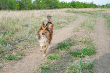 border collie dog
