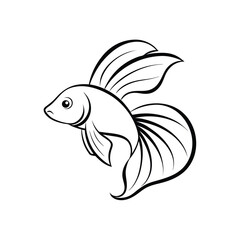 Beta fish On white background