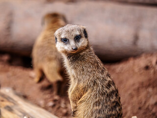 Close-Up of a Meerkat with Detailed Fur Texture in Natural Habitat