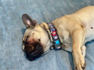 close up of french bulldog
