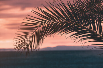 Silhouette of palm tree leaf swaying in the wind at sunset over the sea, creating a peaceful and tropical atmosphere