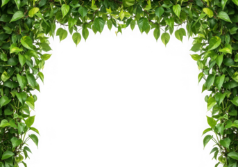 Green leaf arch frame isolated on transparent background