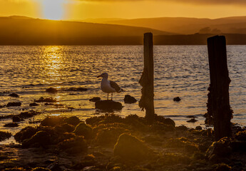 Seagull silhouette at sunrise
