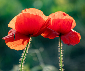 Two vibrant red poppy flowers with delicate, crinkled petals in a bright red hue, and their slender, fuzzy green stems. The poppy on the left has a small, dark insect resting on one of its petals.