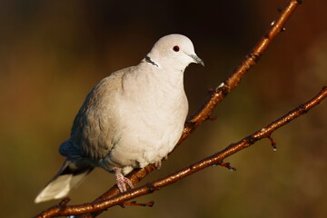 Una melancólica tórtola turca, Streptopelia decaocto, posada en una rama. A melancholy turtle dove standing on a branch