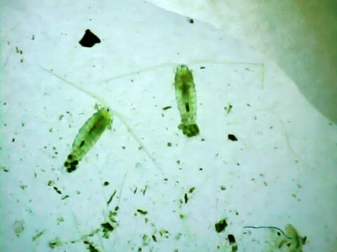 Cyclops in the water on a microscope glass