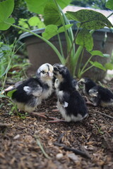 Naklejka premium Several fluffy, black and white chicks interact on earthy ground, surrounded by lush green foliage and a potted plant, capturing their playful innocence in a natural outdoor setting
