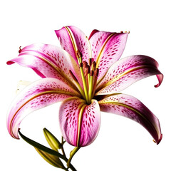 Fototapeta premium pink lily flower