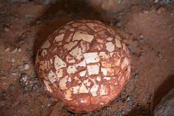 Fossil of Dinosaur Egg found in the Gobi Desert, Mongolia
