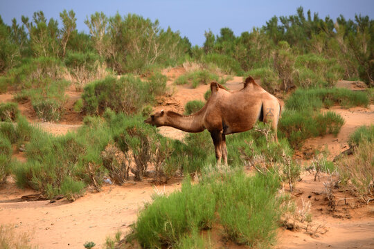 Camels grazing in the Gobi tree-saxaul forest, South Gobi, Mongolia