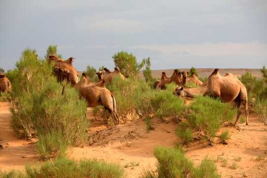 Camels grazing in the Gobi tree-saxaul forest, South Gobi, Mongolia