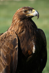Close up of an adult golden eagle, Mongolia