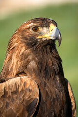 Close up of an adult golden eagle, Mongolia