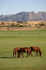 Horses in the steppe, Mongolia