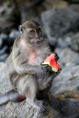 Long-tailed Macaque eating watermelon in the monkeys beach, Phi Phi Island, Thailand