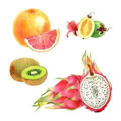 Watercolor Exotic Fruit Collection on Transparent Background: grapefruit, feijoa, kiwi, pitaya