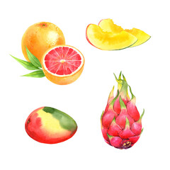Watercolor Exotic Fruits Set with Transparent Background: grapefruit, mango, pitaya