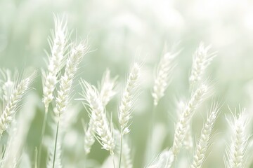 Fototapeta premium Ethereal wheat stalks shimmer in the soft light of a sunlit field Serene harvest