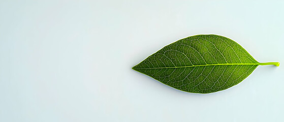 Single Green Leaf On White Background