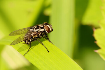 G⁠raphomya maculata