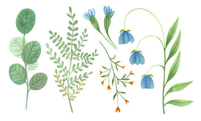 Set of flowers, leaves, floral watercolor illustrations hand drawn isolated on white background. Spring and summer set of colorful plants.