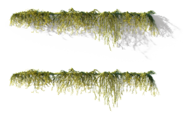 flowering hanging ivy plant Lysimachia nummularia with shadow isolated png on a transparent background premuim cutout (moneywort, creeping jenny, herb twopence and twopenny grass)