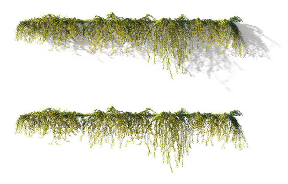 flowering hanging ivy plant Lysimachia nummularia with shadow isolated png on a transparent background premuim cutout (moneywort, creeping jenny, herb twopence and twopenny grass)