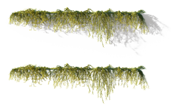 flowering hanging ivy plant Lysimachia nummularia with shadow isolated png on a transparent background premuim cutout (moneywort, creeping jenny, herb twopence and twopenny grass)