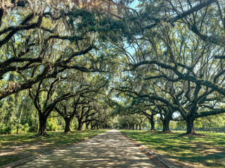 Avenue of old trees along a road