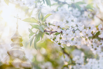 Cherry blossoms bloom near historic church in spring