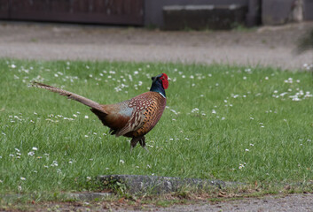 Fasan, lat.: Phasianus colchicus, Hahn