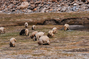 A herd of Himalayan sheep grazing on high-altitude meadows beneath rocky slopes and glacial streams, showcasing their thick wool coats adapted to the harsh, cold mountain terrain