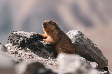 Himalayan marmot perched on rocky terrain, blending into the rugged mountain landscape under the sunlight, capturing the essence of alpine wildlife in natural, serene high-altitude habitat