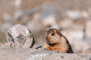 Himalayan marmot perched on rocky terrain, blending into the rugged mountain landscape under the sunlight, capturing the essence of alpine wildlife in natural, serene high-altitude habitat