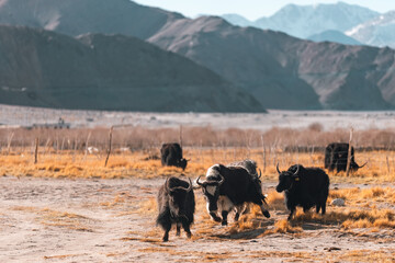 Yaks wandering across golden Himalayan pastureland under the shadow of vast mountain ranges,...