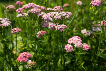 Blooming yarrow flowers on summer meadow, selective focus. Floral meadow for publication, poster, calendar, post, screensaver, wallpaper, postcard, cover, website. High quality photo