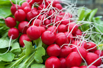 Red radish harvest close-up. A pile of ripe radishes of the Dutch variety CELESTA F1.