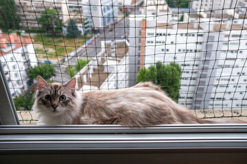 Fluffy Cat on Window Ledge Overlooking City Behind Safety Net

