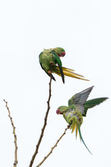 Pair of Alexandrine Parakeets perched and fluttering on bare branches, showcasing their vibrant green plumage, striking red beaks, and long tail feathers against a bright, open sky in the wild