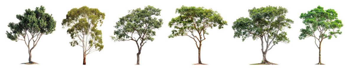PNG Diverse realistic tree illustrations, element set on transparent background