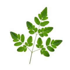 Fototapeta premium Moringa leaf sprig isolated on white background