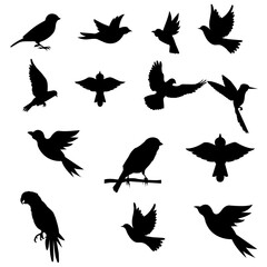 Set Of Bird Vector Bundle