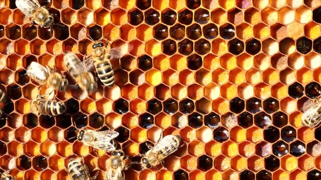 Nectar and pollen in combs.
Beginning of the season. Harmonious development of the bee colony.