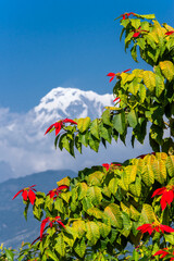 Blloming poinsettia plant against Himalaya mountains in the garden. Pokhara resort, Nepal.