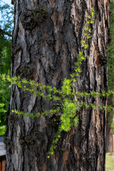 Close-up of European larch (Larix decidua) trunk with fresh green shoots growing from side branch in spring, detailed bark texture.
