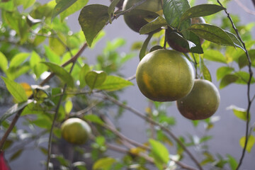 local Indonesian orange plants